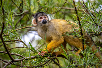 Totenkopfaffe klettert in Baumkrone