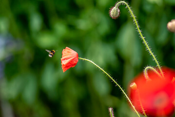 Hummel auf Mohnblume voller Blütenstaub © Beat