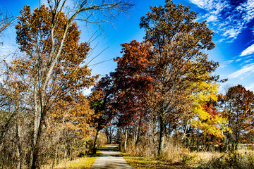 autumn trees in the park