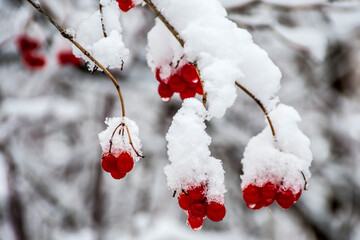 red berries in snow