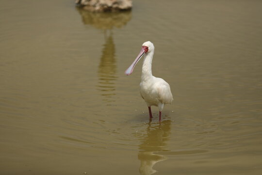 Buli Bilder Durchsuchen 190 Archivfotos, und Videos