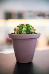 cactus in pot