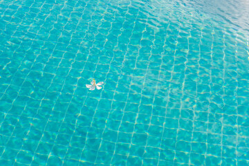 White plumeria in the swimming pool.
