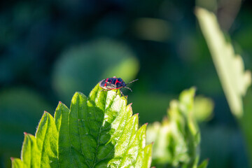 Soldier Beetle Climbing a Leaf. Soldier beetle - tiny black beetle with red head