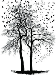 Ravens on a acacia trees