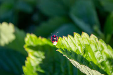 Soldier Beetle Climbing a Leaf. Soldier beetle - tiny black beetle with red head