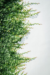climbing plants on the wall background