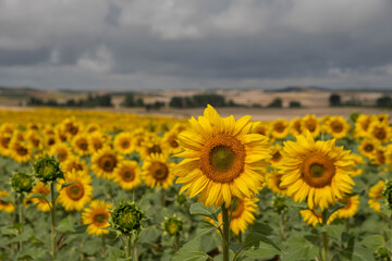 Fototapeta premium Close view of sunflowers field