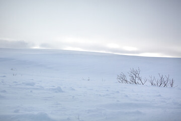 Arctic Tundra landscape in winter