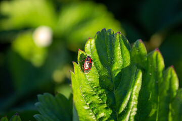 Fototapeta premium Soldier Beetle Climbing a Leaf. Soldier beetle - tiny black beetle with red head