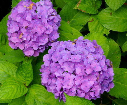 西洋紫陽花 Images – Browse 373 Stock Photos, Vectors, and