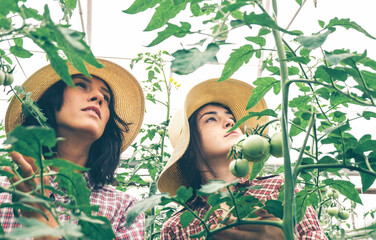 Two girls working on a tomato farm greenhouse. Work on an organic farm.