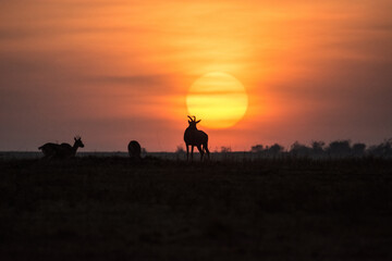 Fototapeta na wymiar Sunrise over the plains of the Maasai Mara, Kenya