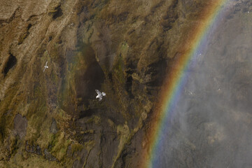 The rainbow and bird at Skogafoss, Iceland