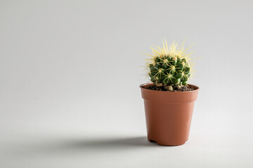 Small cactus in plastic pot