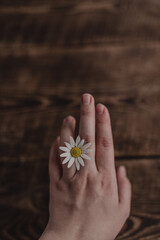 Female hand with a camomile flower on a dark wooden background