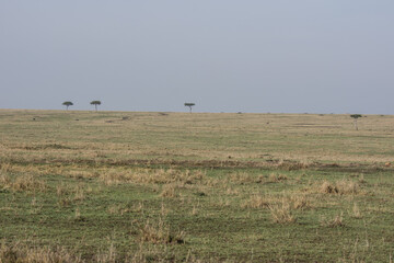 Fototapeta na wymiar The plains of the Maasai Mara, Kenya with distant trees 