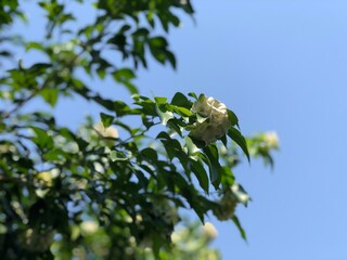 Beautiful green leaves of plants named 