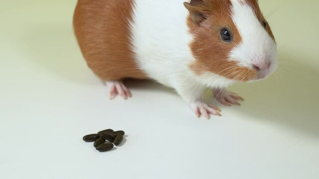 Closeup view 4k video of cute brown guinea pig and pile of its small brown poops isolated on white background.