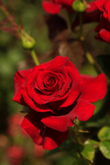 Colorful roses in summer garden