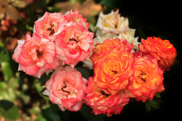 Colorful roses in summer garden
