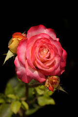 Colorful roses in summer garden