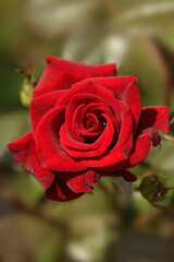 Colorful roses in summer garden