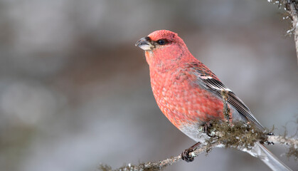 Pine Grosbeak (Pinocola enucleator)