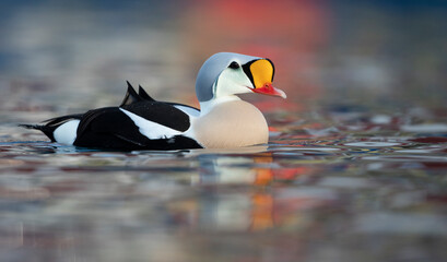 King Eider (Somateria spectabilis)