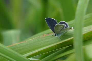 beautiful lucaena butterfly landing in  green grass