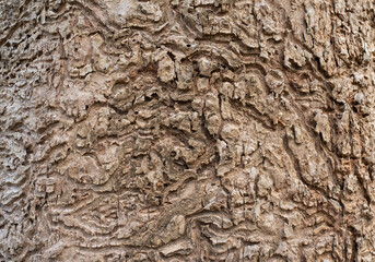 bark of  tree in the forest