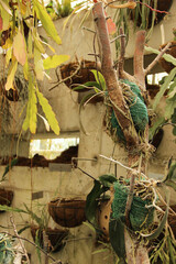 Concrete wall with holes and hanging flower pots. Arrangement of bowls with plants on a wall.