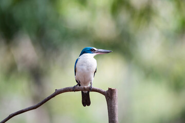 White - collared Kingfisher