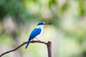 White - collared Kingfisher