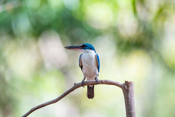 White - collared Kingfisher