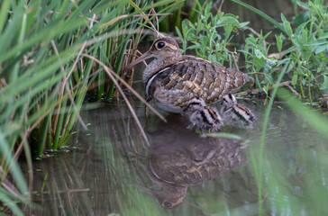 Greater Painted-snipe males taking care of children Earn a living in the fields.