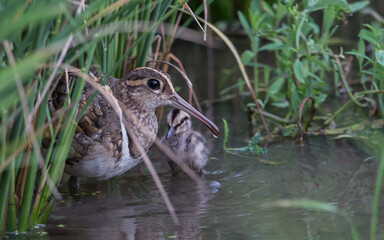 Greater Painted-snipe males taking care of children Earn a living in the fields.