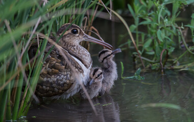 Naklejka na ściany i meble Greater Painted-snipe males taking care of children Earn a living in the fields.