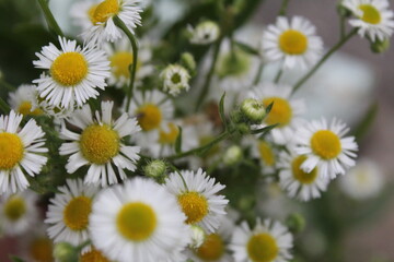 bouquet Polana field of daisies small flowers with white petals and yellow center close up view from above © Кристина Шоба