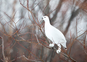 Willow Ptarmigan (Lagopus lagopus)