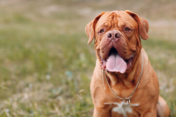 Portrait Dogue de Bordeaux. Purebred French Mastiff dog. - obrazy, fototapety, plakaty