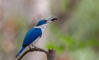 Collared kingfisher, White-collared kingfisher, Mangrove kingfisher