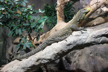 A Monitor Lizard Sits In A Cave On The Stones And Stares Intently At The Camera