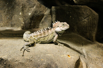 A Lizard Sits In A Cave On The Stones And Stares Intently At The Camera
