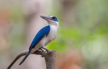 Collared kingfisher on branch tree in forest