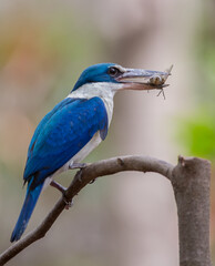 Collared kingfisher, White-collared kingfisher, Mangrove kingfisher