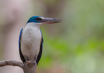 Collared kingfisher, White-collared kingfisher, Mangrove kingfisher
