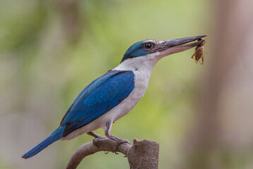 Collared kingfisher, White-collared kingfisher, Mangrove kingfisher