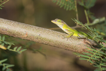 A lizard in the wild
