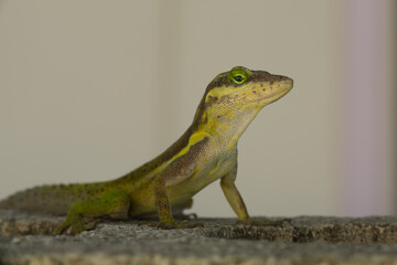 A lizard in the wild